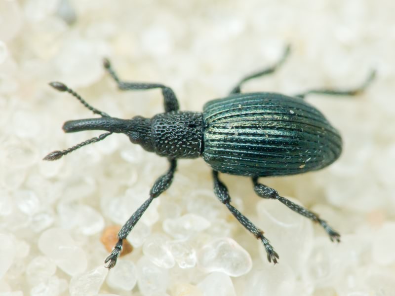 Apionidae Schönherr, 1823